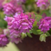  (15/06/2022) Origanum 'Bellissimo' added by Shoot)