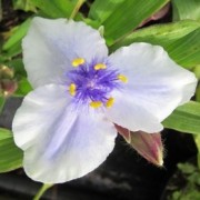  (15/06/2022) Tradescantia (Andersoniana Group) 'Iris Prichard' added by Shoot)