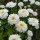  (18/06/2022) Tanacetum parthenium double white-flowered  added by Shoot)