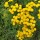 Pretty sure this is Tansy Added by dglp