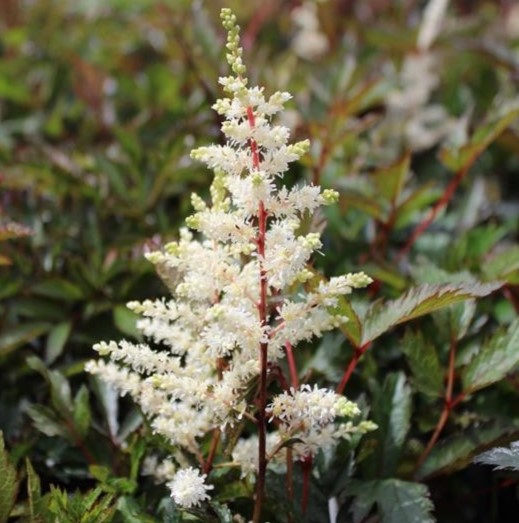 Astilbe 'Moccachino' (x arendsii)