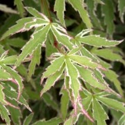  (04/03/2019) Acer palmatum 'Butterfly' added by Shoot)