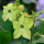 Nicotiana 'Lime Green' (Tobacco plant 'Lime Green') Added by Nicola