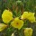  (08/05/2019) Oenothera biennis added by Shoot)