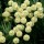  (21/06/2018) Santolina pinnata subsp. neapolitana 'Edward Bowles' added by Shoot)