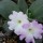Primula allionii  added by Shoot)