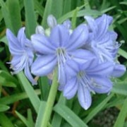 Agapanthus campanulatus subsp. patens added by Shoot)