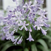 'Profusion' is a tall, clump-forming herbaceous perennial with narrow, greyish-green leaves and erect stems bearing long-lasting, trumpet-shaped, blue flowers from late summer. Agapanthus campanulatus 'Profusion' added by Shoot)