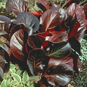'Bressingham Ruby' is a clump-forming evergreen perennial with large leaves that turn dark-red in cold weather. Rose-red flowers on red stems in spring. Bergenia 'Bressingham Ruby' added by Shoot)