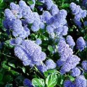 'Yankee Point' is a vigorous, spreading evergreen shrub covered in a mass of blue flowers from late spring through early summer. Ceanothus griseus 'Yankee Point' added by Shoot)