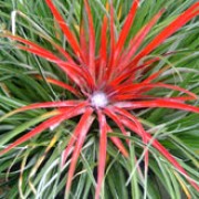 Fascicularia bicolor added by Shoot)