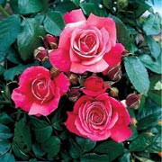 'Galway Bay' is a modern climbing rose with large, fragrant deep salmon pink, double flowers in summer and autumn. Rosa 'Galway Bay' added by Shoot)