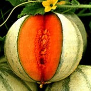 C. melo var. cantalupensis is an annual climber musk melon vine with yellow flowers in summer followed by orange-fleshed fruit. Cucumis melo var. cantalupensis added by Shoot)