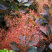 'Grace' is a large deciduous shrub, with rounded leaves that emerge wine-red maturing to dusky-reddish-blue and then bright orange-red in autumn. Masses of large, deep pink panicles cover this shrub in early summer Cotinus x dummeri 'Grace' added by Shoot)