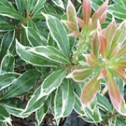 ‘Variegata’ is a broadleaf evergreen shrub bearing leaves with a white margin, which may be tinged pink in spring, and drooping white flowers. Pieris japonica ‘Variegata’ added by Shoot)