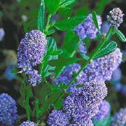 'Victoria' is a dense, hardy evergreen shrub with upright branches bearing narrow, dark green leaves and clusters of dark blue flowers in spring and early summer. Ceanothus thyrsiflorus 'Victoria' added by Shoot)
