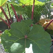'Champagne Early' is a perennial plant that grows from thick short rhizomes, forming long, succulent deep-red stalks and triangular leaf blades from spring.  Rheum rhabarbarum 'Champagne Early' added by Shoot)