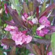 'Purpurea' is a large evergreen shrub with large, elliptic purple-red leaves, and clusters of tiny yellowish-green flowers, followed by reddish winged pods. Dodonaea viscosa 'Purpurea' added by Shoot)