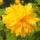 'Pleniflora' is a vigorous deciduous shrub with sharply toothed bright green leaves and large buttercup double golden yellow flowers. Kerria japonica 'Pleniflora' added by Shoot)