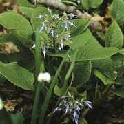 Trachystemon orientalis added by Shoot)