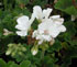 Pelargonium x hortorum 'Tango White'
