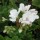 'Tango White' is an annual zonal pelargonium with rounded leaves, and large clusters of single white flowers. Pelargonium x hortorum 'Tango White' added by Shoot)