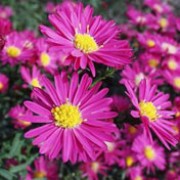 'Crimson Brocade' forms a compact of narrow, mid-green leaves and clusters reddish-pink, semi-double, daisy-like flowers. Aster novi-belgii 'Crimson Brocade' added by Shoot)