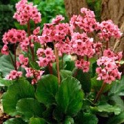 'Abendglut' forms a large clump of rounded deep-green leaves tinted red. In spring, vivid pink flowers in erect clusters grow on supporting red stems. Bergenia 'Abendglut' added by Shoot)