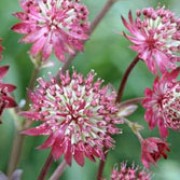 'Dark Shiny Eyes' is an herbaceous perennial with dark, divided leaves, and branching stems bearing small silvery flowers surrounded by showy dark-pink bracts. Astrantia 'Dark Shiny Eyes' added by Shoot)
