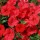 'Surfinia Red Hot' is a trailing or spreading annual with velvety, dark-red ruffled flowers through summer. Petunia 'Surfinia Red Hot' added by Shoot)
