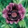 'Patty's Plum' is an herbaceous perennial with finely divided leaves and papery, dark-purple plum flowers with a black centre in spring and summer. Papaver orientale 'Patty's Plum' added by Shoot)