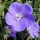 'Brookside' has lobed leaves and long-stems bearing large, rounded, dark-veined, lavender-blue flowers. Geranium 'Brookside' added by Shoot)