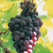 Black Grape Vine Frankenthaler Plant in a 12cm Pot x 1 Vitis vinifera 