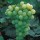'Golden Champion' is a fairly vigorous deciduous vine, producing edible, golden grapes in autumn. Vitis vinifera 'Golden Champion' added by Shoot)