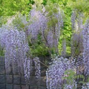 'Macrobotrys' is vigorous climber with violet flowers borne in exceptionally long racemes during summer. Wisteria floribunda 'Macrobotrys' added by Shoot)