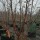 Acer griseum multi-stem taken at Deepdale Trees Added by Judi Samuels Garden Design