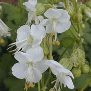 G. macrorrhizum 'White-Ness' is a semi-evergreen perennial with rounded, pale-green scented leaves.  From May to July, it bears pure white flowers with long, yellow-tipped stamens.  An easy plant to grow, good for ground cover. Geranium macrorrhizum 'White-Ness' added by Shoot)