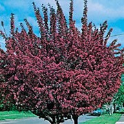 'Royalty' is an upright, deciduous tree, spreading with age.  It has dark purple, shiny leaves and in spring, it bears deep pink blossom, followed by inconspicuous dark red crab apples in autumn. Malus 'Royalty' added by Shoot)