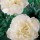 'Boule de Neige' is a Bourbon rose with an arching habit.  It has dark green, glossy leaves and in summer and autumn, bears strongly fragrant, cupped, double, white flowers that may be flushed with pink. Rosa 'Boule de Neige' added by Shoot)