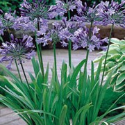 'Blue Peter' is an herbaceous perennial with strap-shaped, dark green leaves.  From mid-summer to early autumn, it bears umbels of funnel shaped, deep blue flowers on upright stems. Agapanthus 'Blue Peter' added by Shoot)