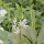 Camassia leichtlinii (Californian white quamash) Added by Nicola