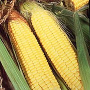 'Sundance' is a tall annual cereal grass bearing edible yellow kernels on large ears in autumn. A very tasty sweet corn variety that has been bred for the cooler UK weather. Zea mays 'Sundance' added by Shoot)