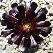'Zwartkop' is a tender perennial.  It has rosettes of succulent leaves on stout stems, both purple-black in colour.  In late summer, it may produce light-yellow flowers on its rosettes. Aeonium 'Zwartkop' added by Shoot)