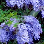 'Amethyst Falls' is a  twining, climbing, deciduous shrub.  In late spring and early summer, it bears pendant racemes of pea-like, fragrant flowers on bare stems. Wisteria 'Amethyst Falls' added by Shoot)