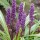  (17/12/2018) Liriope muscari 'Gold-banded' added by Shoot)