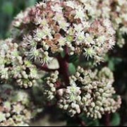 'Stewed Rhubarb Mountain' is a perennial with fleshy, rounded leaves and stout stems.  In late summer and early autumn, large umbels of pink-white flowers open from pink buds. Sedum 'Stewed Rhubarb Mountain' added by Shoot)