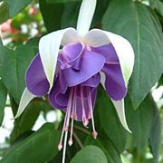 'Carmel Blue' is an upright, deciduous shrub with dark-green, ovate leaves.  From mid-summer to early autumn, it bears pendant flowers with blue petals and white sepals. Fuchsia 'Carmel Blue' added by Shoot)