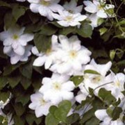 'Madame Le Coultre' is a climber with large white flowers often tinged with yellow stamens. Clematis 'Madame Le Coultre' added by Shoot)