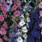 'Little Rocket Mix' is a hardy annual with feathery, mid-green leaves.  Throughout summer, it bears spikes of pink, white, lavender or violet flowers on slender stems which are attractive to butterflies. Consolida 'Little Rocket Mix' added by Shoot)