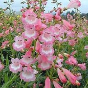 'Apple Blossom' is a semi-evergreen perennial with lance-shaped, mid-green foliage.  In summer, it bears upright panicles of bell-shaped, light pink flowers with white throats on leafy stems. Penstemon 'Apple Blossom' added by Shoot)